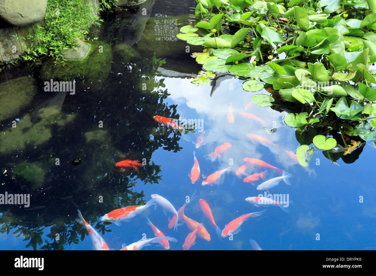 Bella o Koi Carp Cinese di pesce in acqua Foto Stock