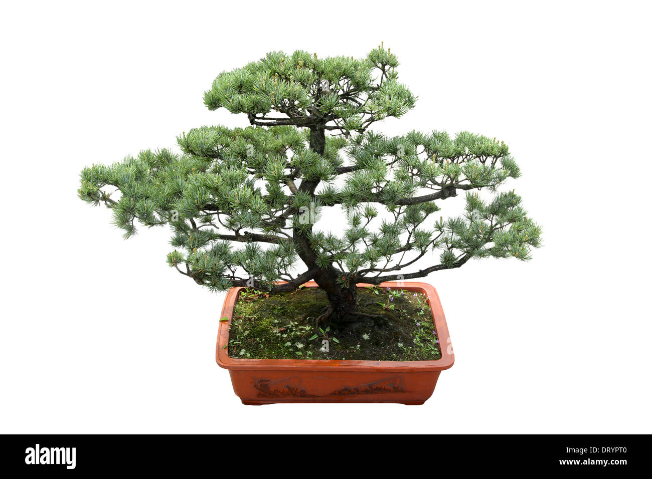 albero dei bonsai Foto Stock