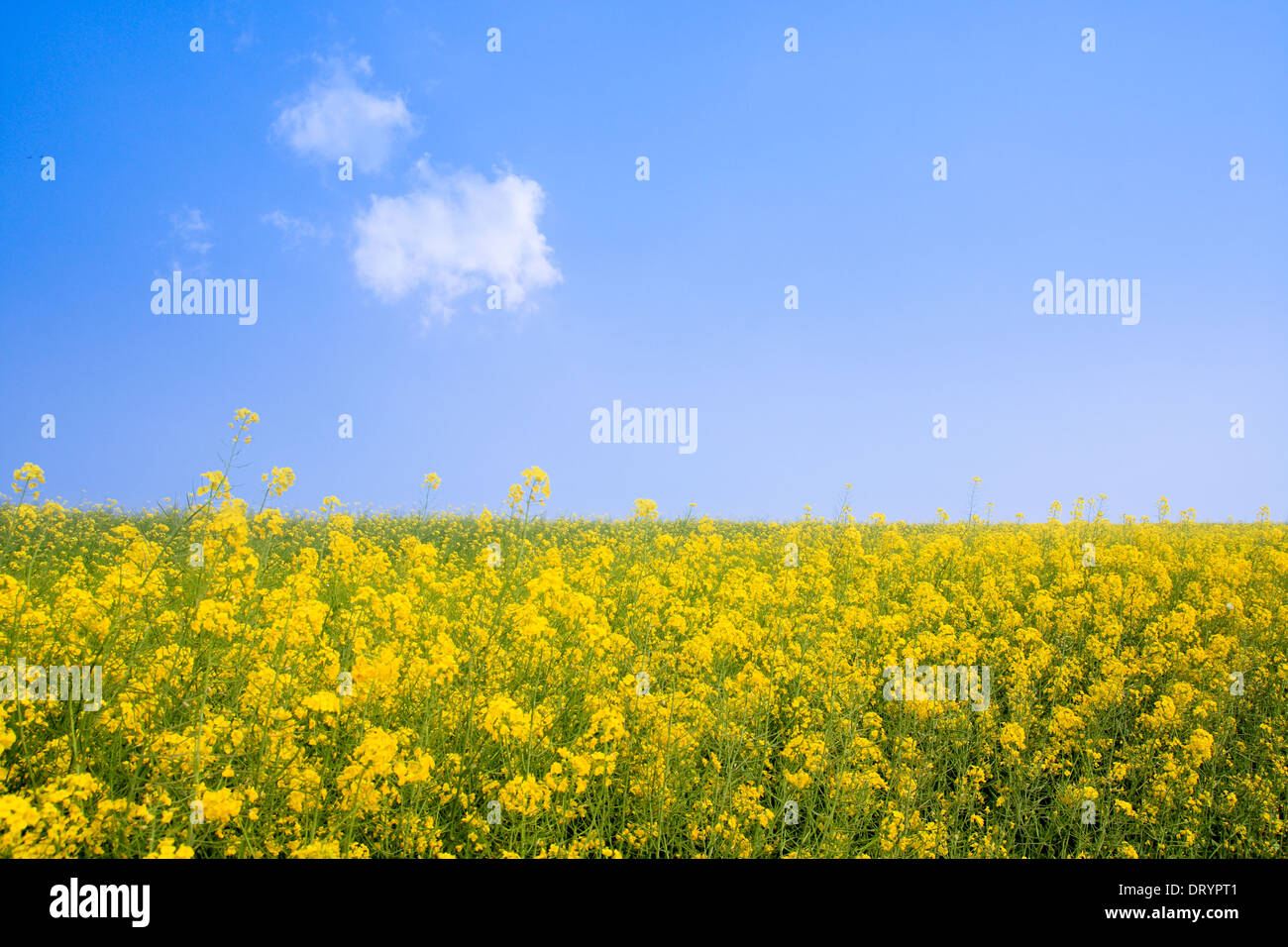 Campo di colza con sky Foto Stock