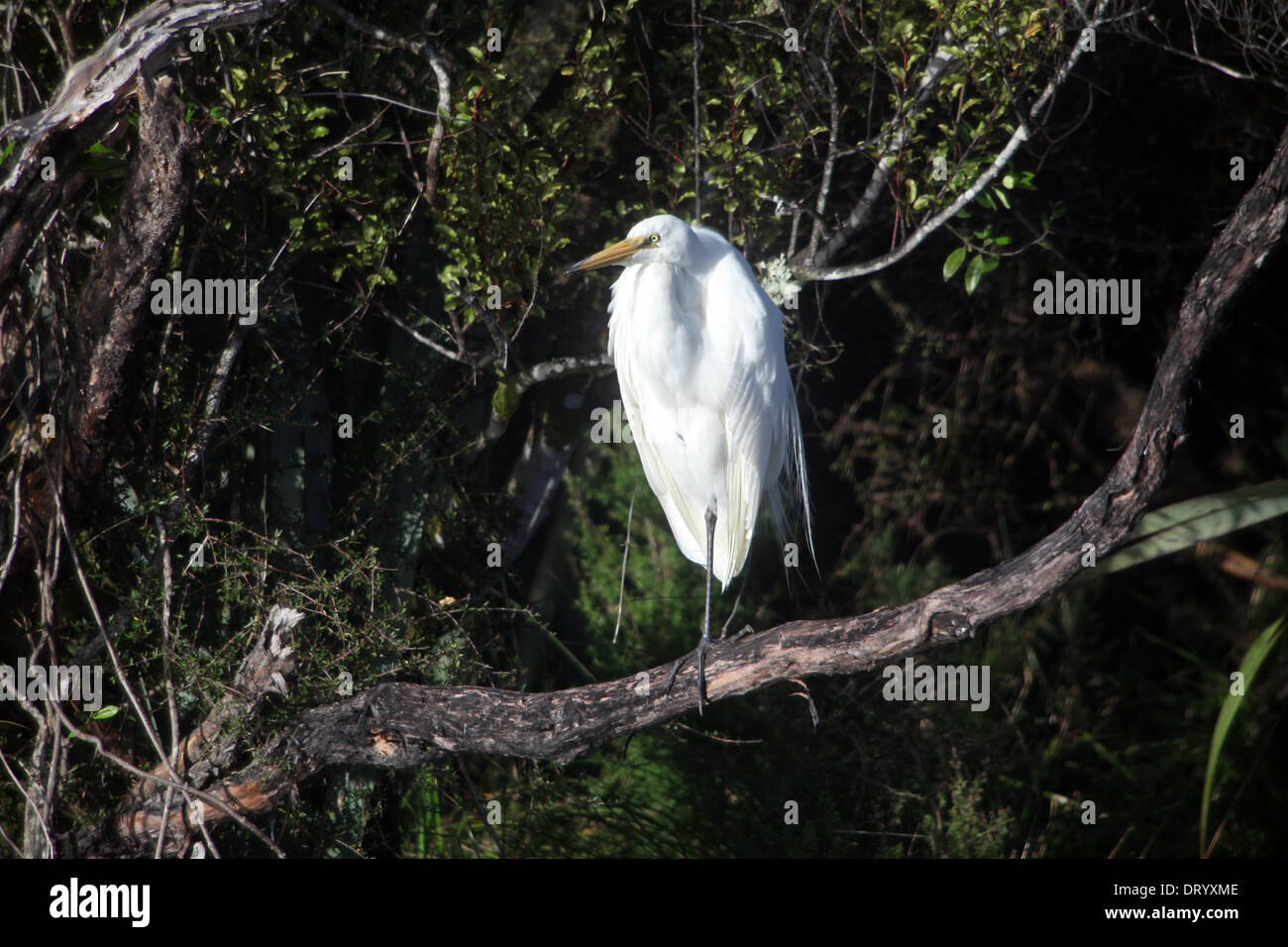 Heron appollaiato su un albero a Okarito Laguna, vicino a Franz Josef Foto Stock