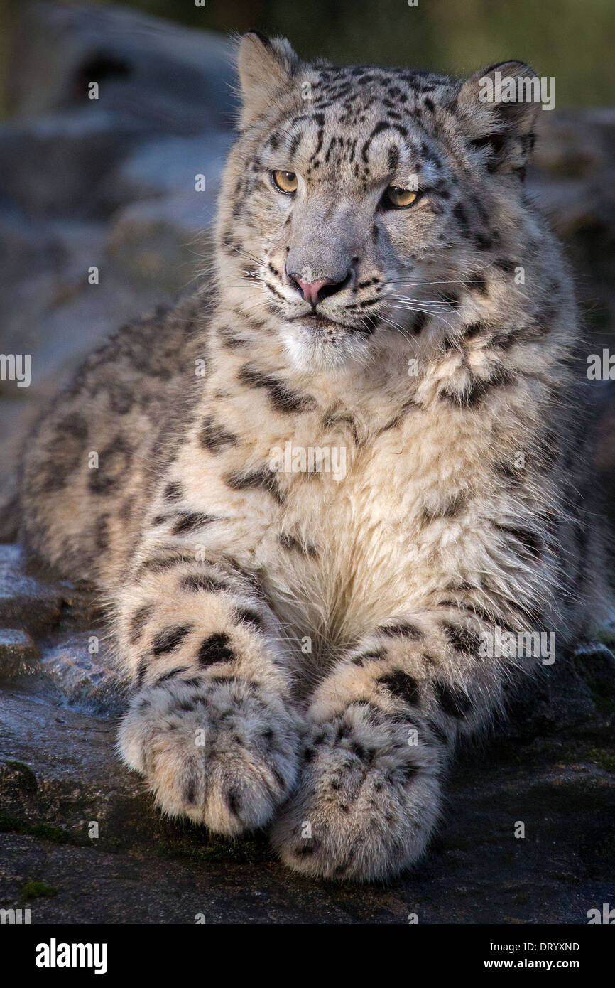 Snow Leopard cub 9 mesi di età Foto Stock