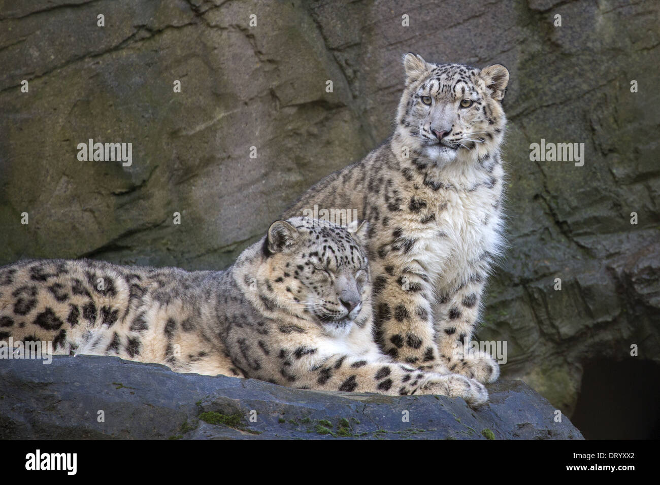 Snow Leopard con il suo 9 mesi cub Foto Stock