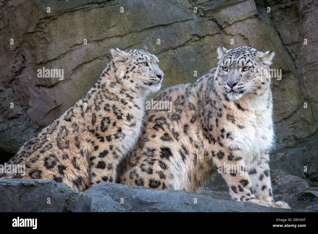 Snow Leopard con il suo 9 mesi cub Foto Stock