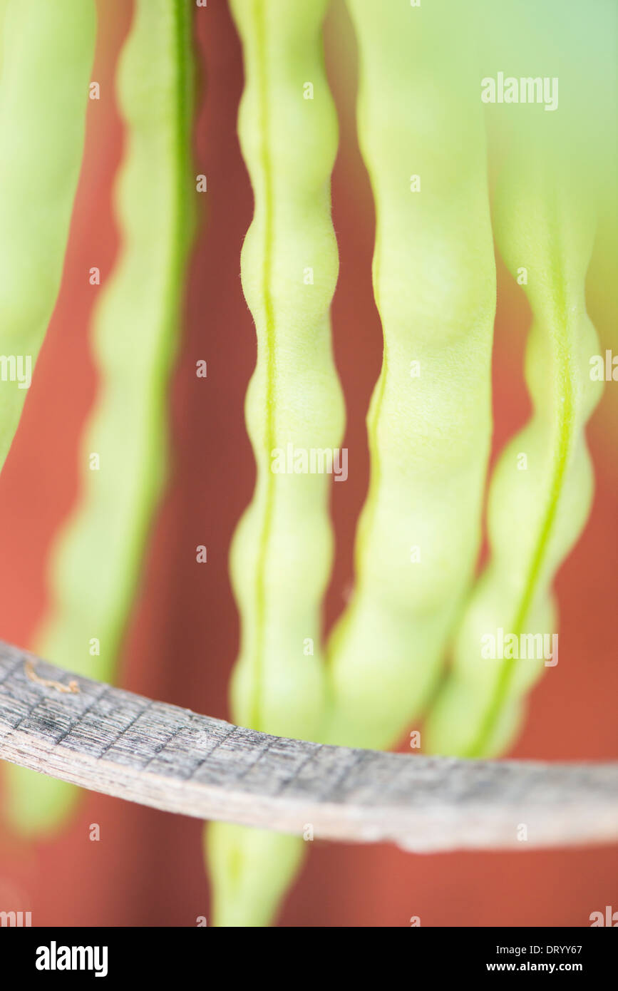 Fagiolo comune (Phaseolus vulgaris) cresce in giardino Foto Stock