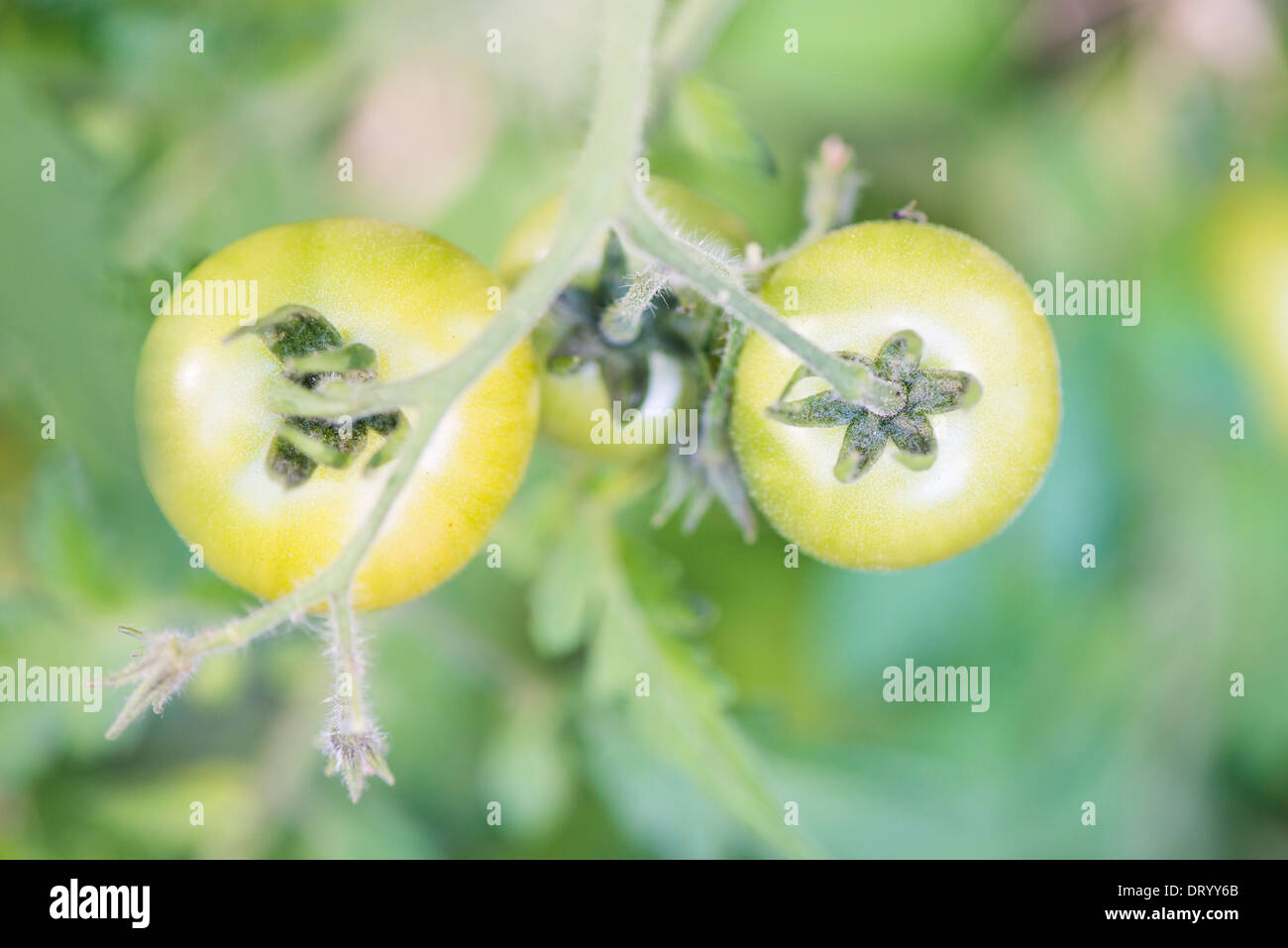 Vista da sopra del verde biologico pomodori che crescono in giardino Foto Stock