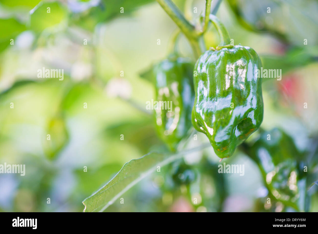 Close up di verde Habanero peperoncino che cresce in giardino Foto Stock