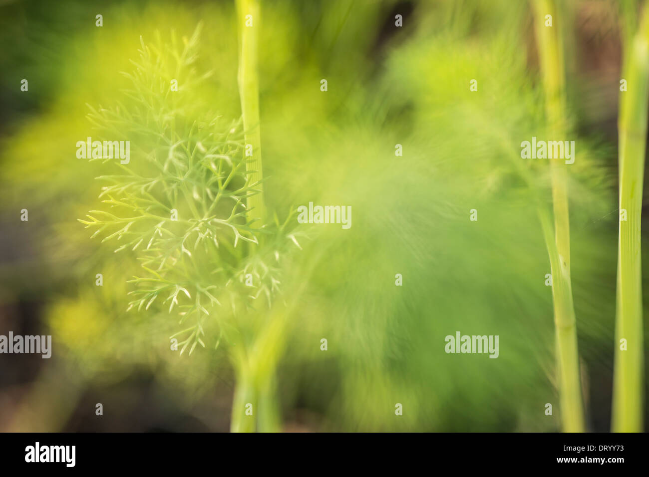 Primo piano di organico cresciuto l'aneto (Anethum graveolens) cresce in giardino Foto Stock