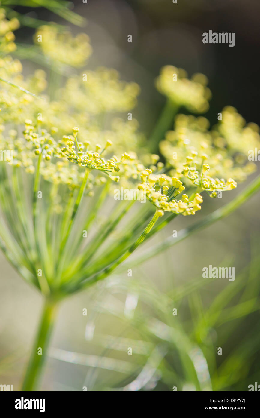 Ripresa macro di fioritura della pianta di finocchio (Foeniculum vulgare) Foto Stock