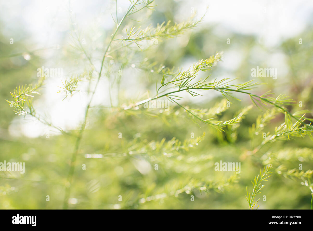 Impianto di asparago (Asparagus officinalis) in giardino Foto Stock