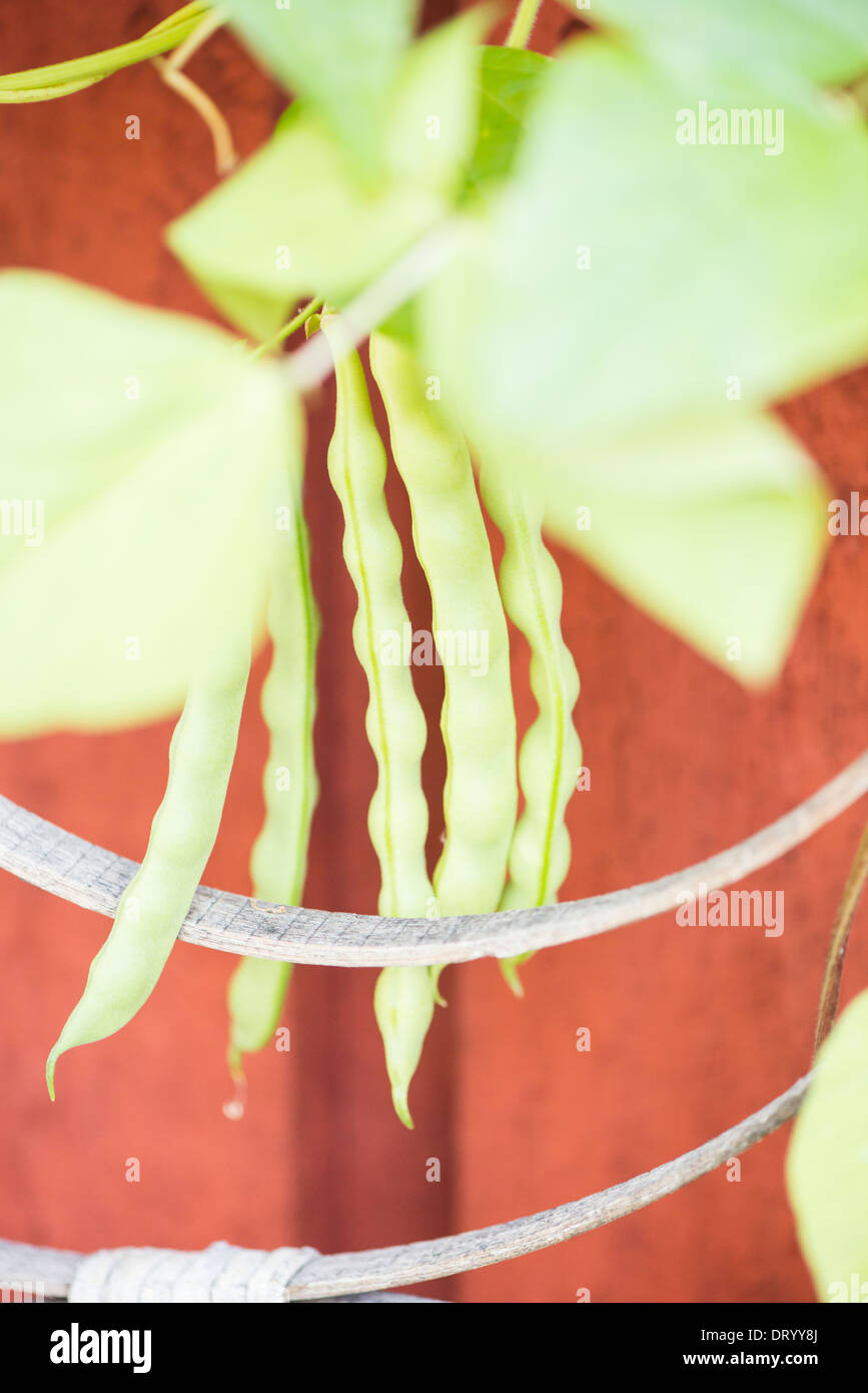 Fagiolo comune (Phaseolus vulgaris) cresce in giardino Foto Stock
