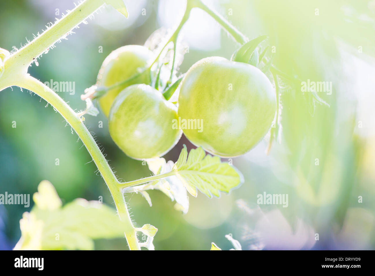 Soleggiato verde biologico pomodori che crescono in giardino Foto Stock