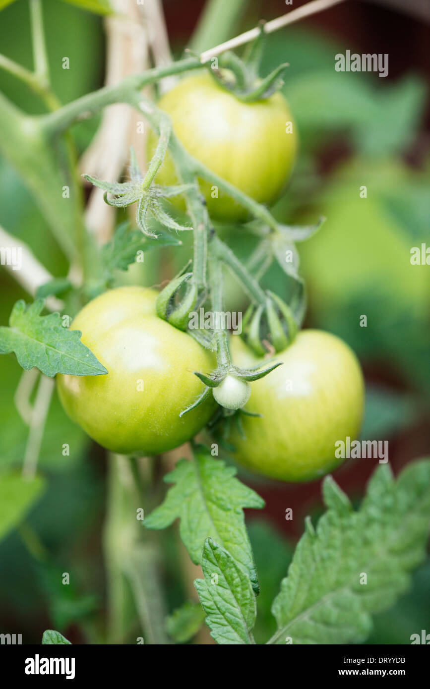 Organici di pomodori verdi che crescono in giardino Foto Stock