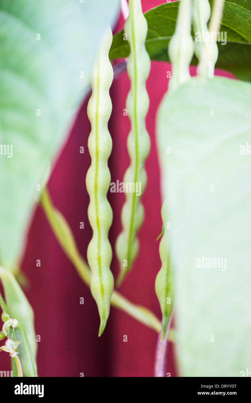 Fagiolo comune (Phaseolus vulgaris) cresce in giardino Foto Stock