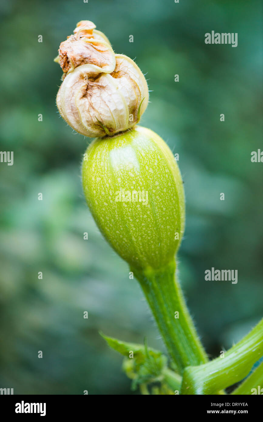 Zucca verde che cresce in giardino Foto Stock