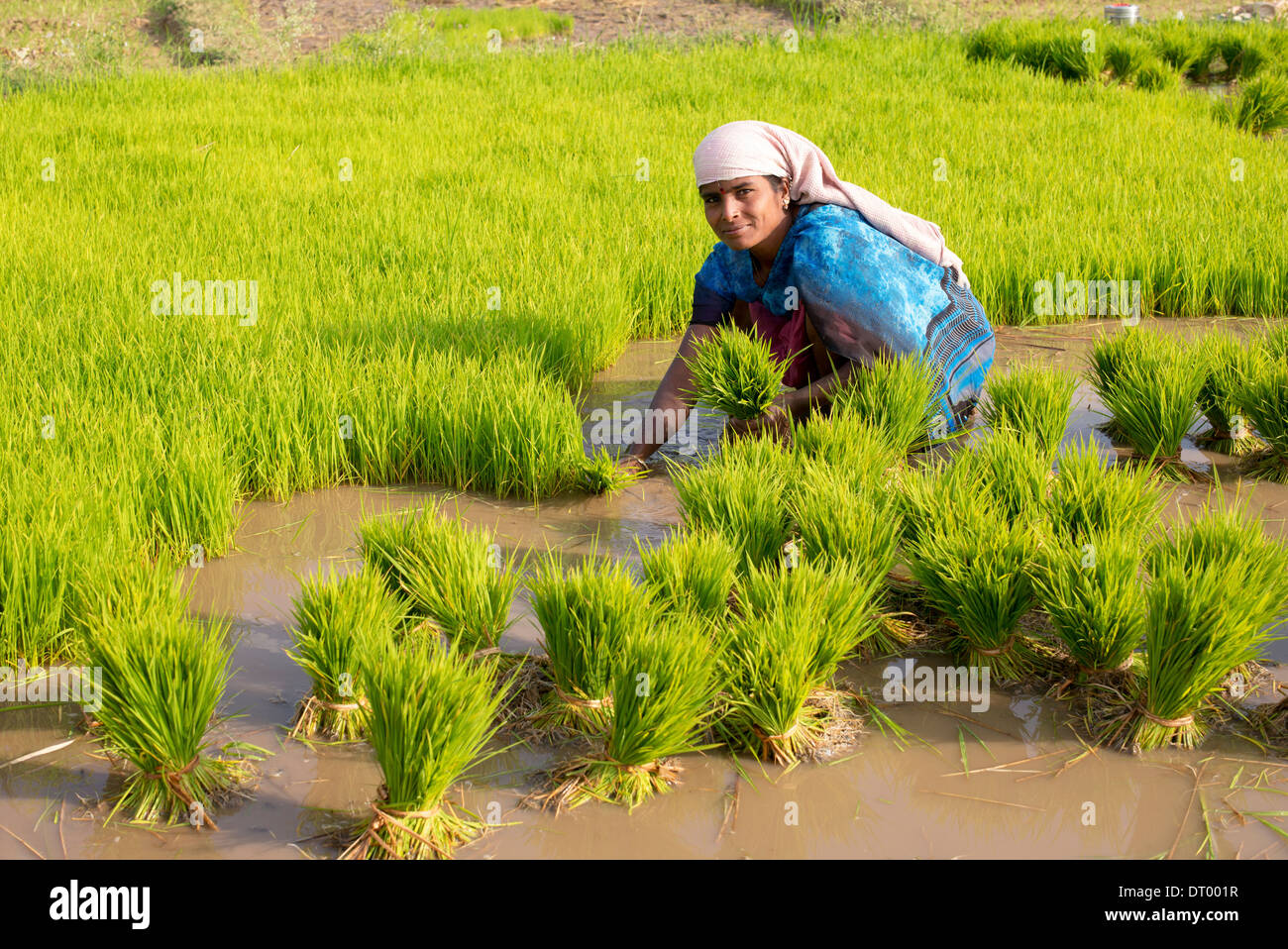 Donna indiana la raccolta di nuove piante di riso in preparazione per la piantumazione di un nuovo campo di risone. Andhra Pradesh. India Foto Stock