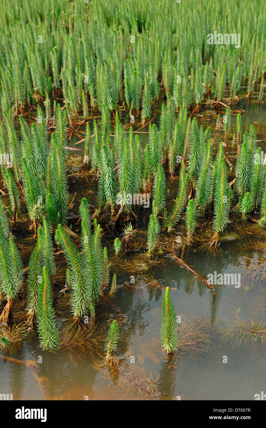 Marestail o comuni o Mares-coda (Hippuris vulgaris), Nord Reno-Westfalia, Germania Foto Stock