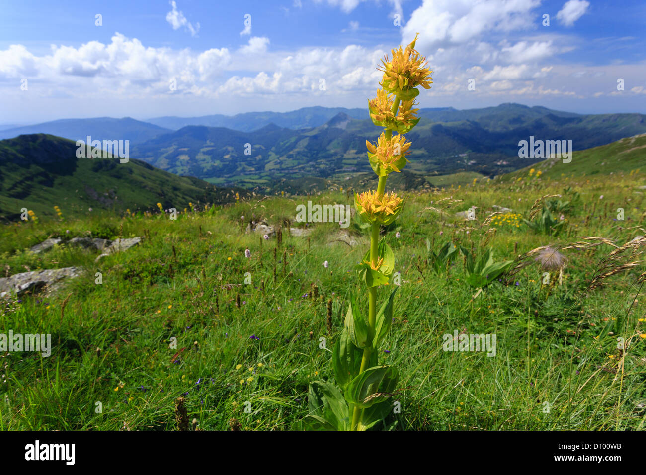 Gentiana lutea (grande genziana), Francia, Auvergne, Plomb du Cantal vicino al vertice Foto Stock