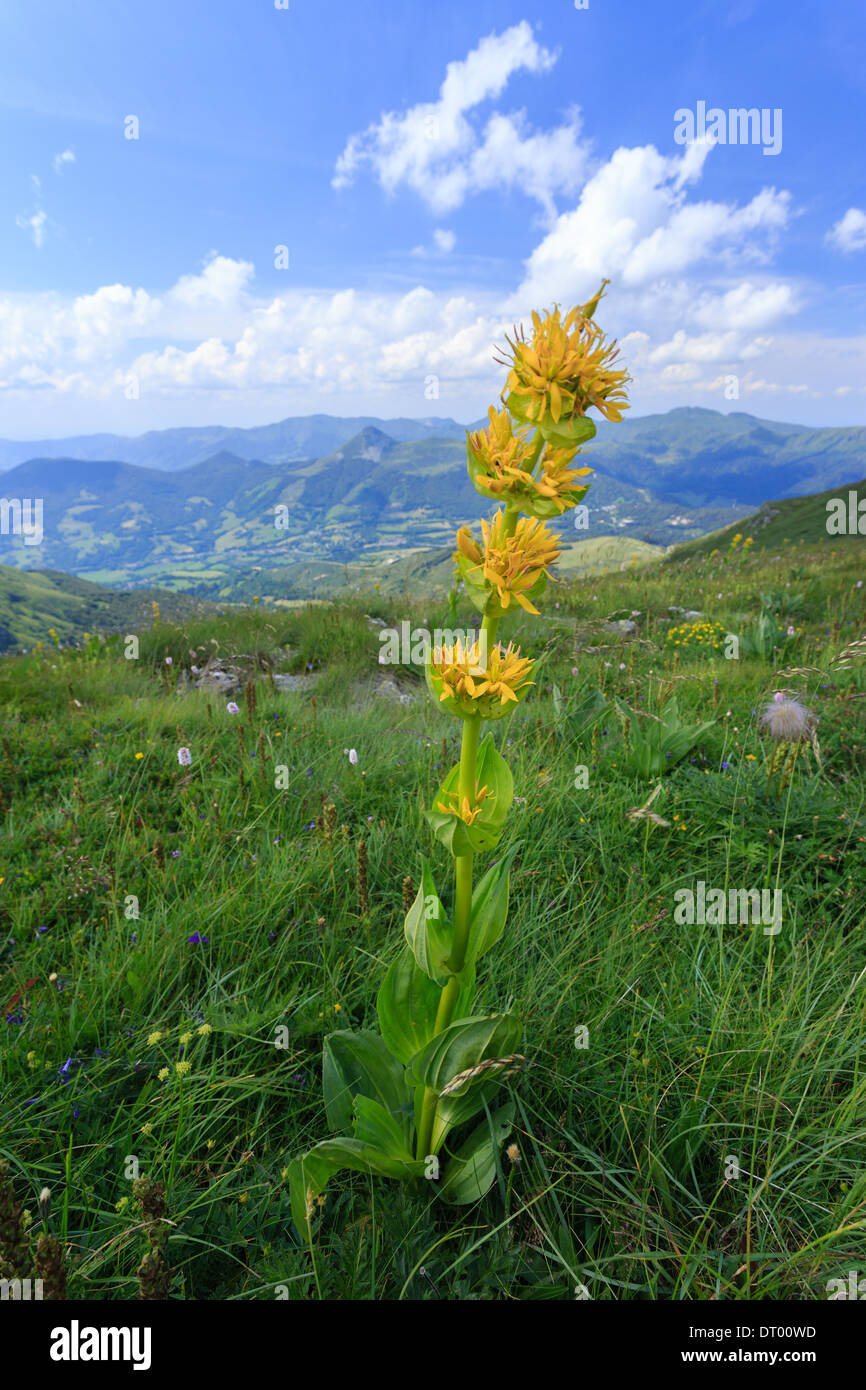 Gentiana lutea (grande genziana), Francia, Auvergne, Plomb du Cantal vicino al vertice Foto Stock