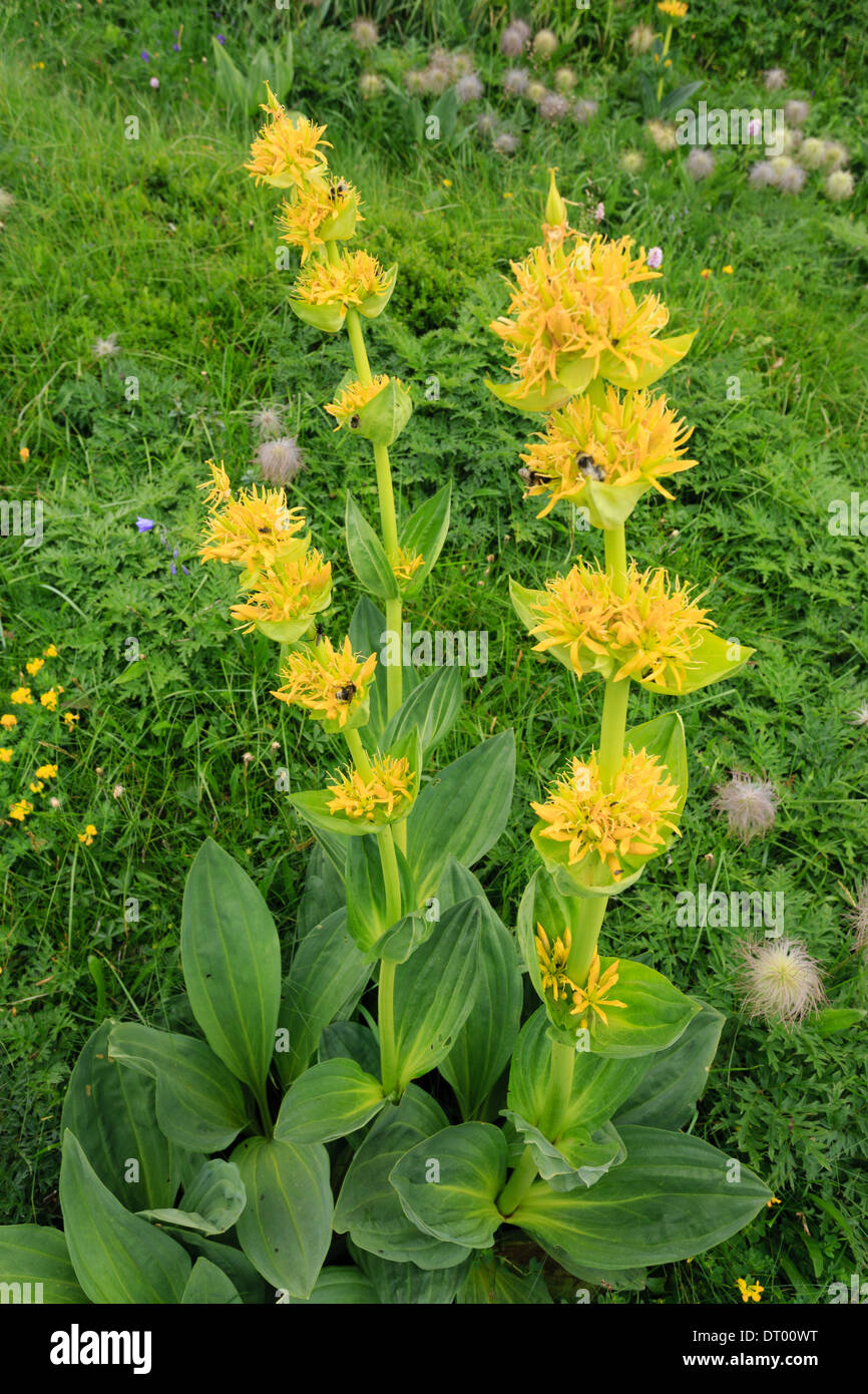 Gentiana lutea (grande genziana), Francia, Auvergne, Plomb du Cantal vicino al vertice Foto Stock