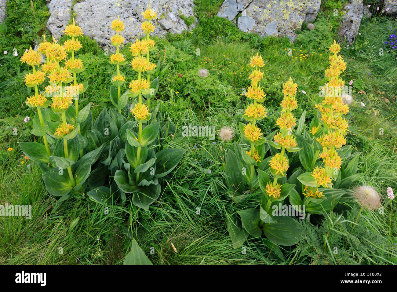 Gentiana lutea (grande genziana), Francia, Auvergne, Plomb du Cantal vicino al vertice Foto Stock