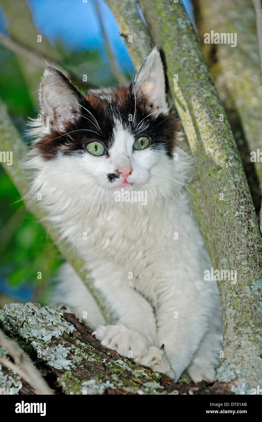 Il gatto domestico, gattino su albero Foto Stock