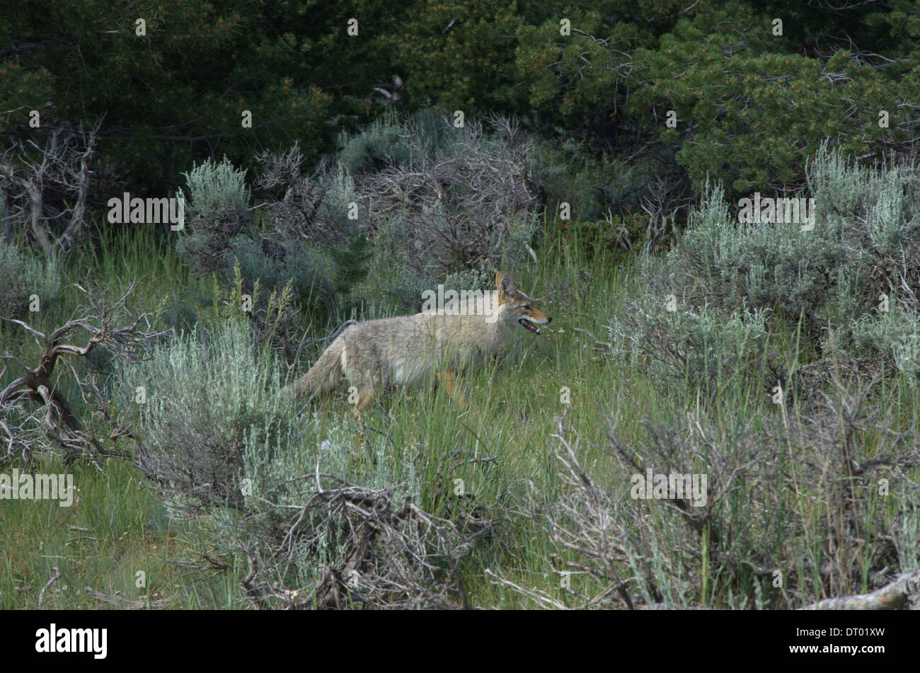 Wild coyote in Wyoming Foto Stock
