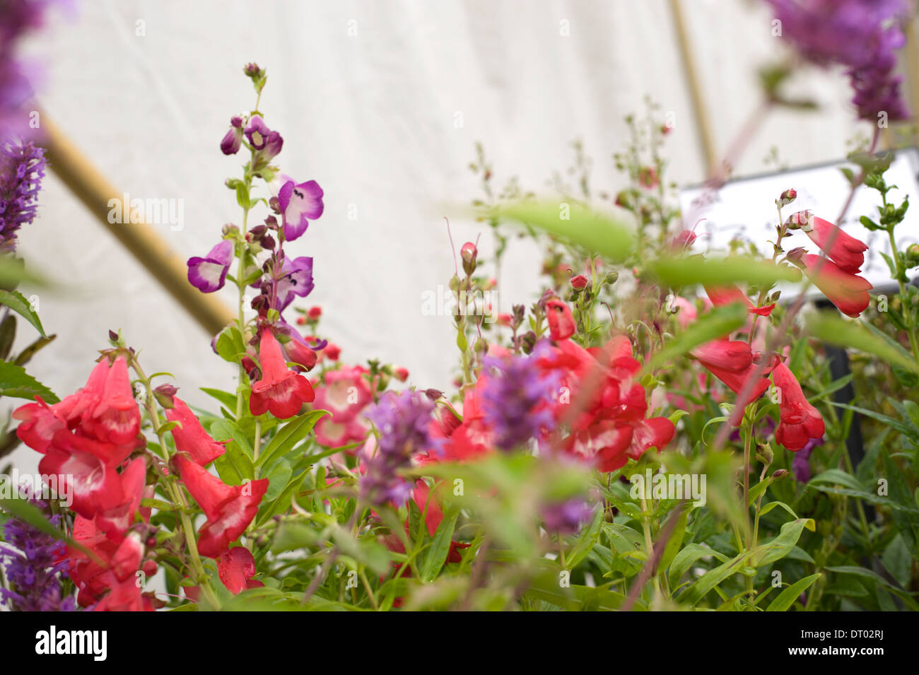 Un display a colori di penstemon nel pieno fiore a Edenbridge e Oxted spettacolo agricolo in Surrey Foto Stock