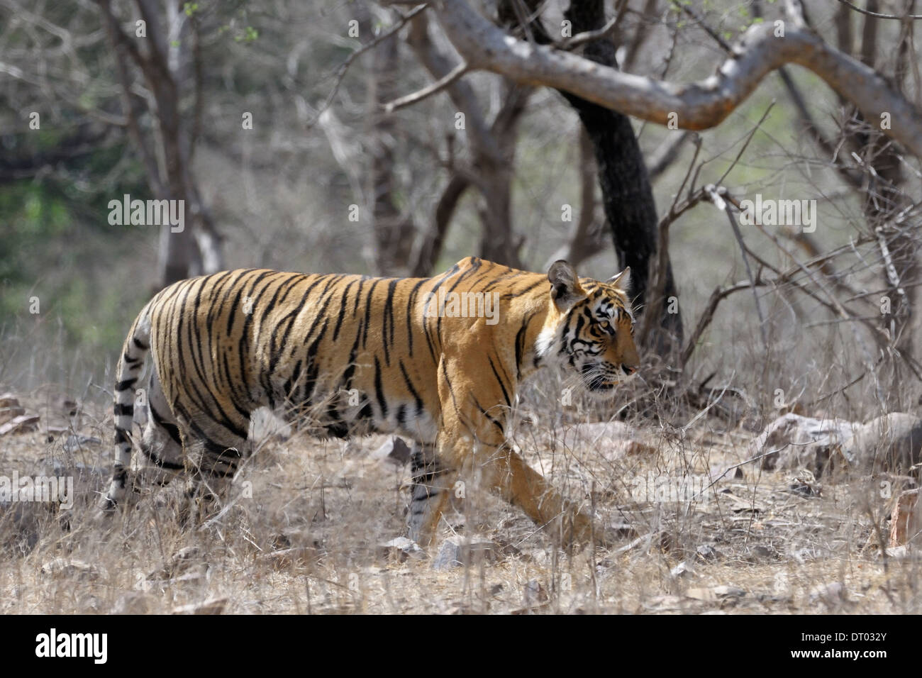 Tigre del Bengala ( Panthera tigris tigris ) passeggiate in foresta secca. Foto Stock