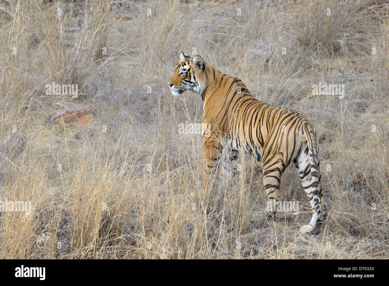 Tigre del Bengala ( Panthera tigris tigris ) stalking. Foto Stock