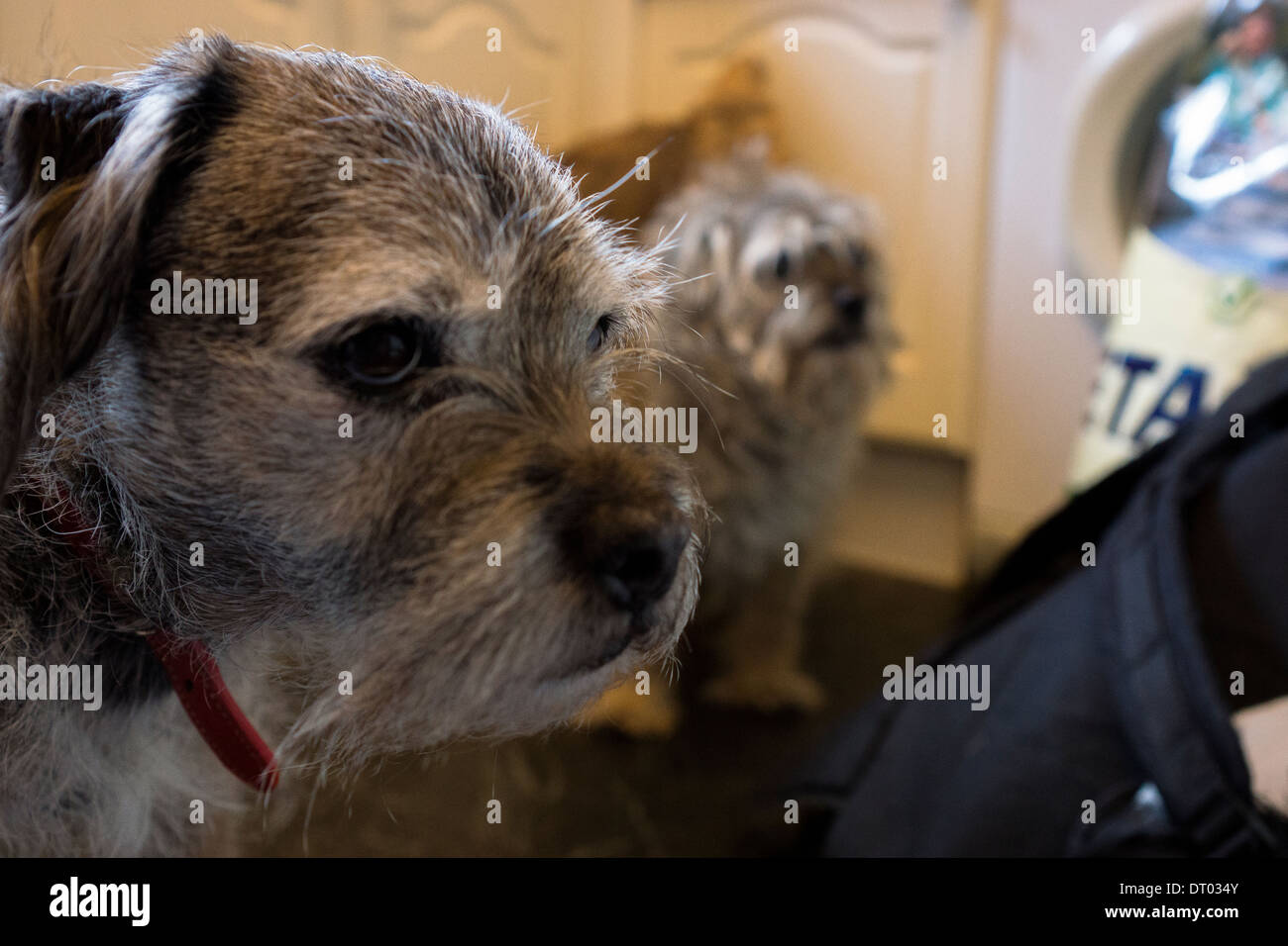 Border terrier cane cani seduta la posa di sleeping Foto Stock