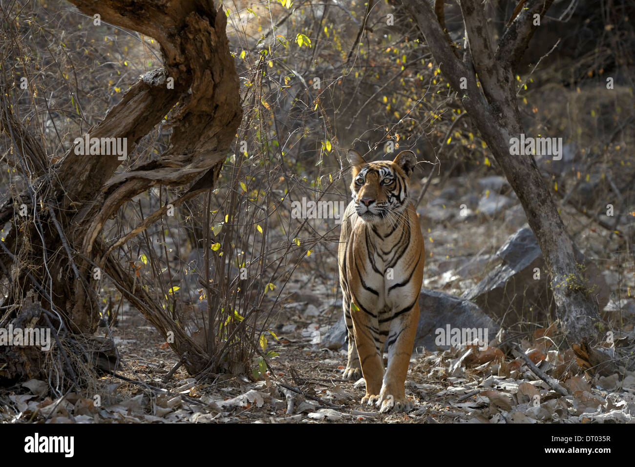 Tigre del Bengala ( Panthera tigris tigris ) stalking. Foto Stock
