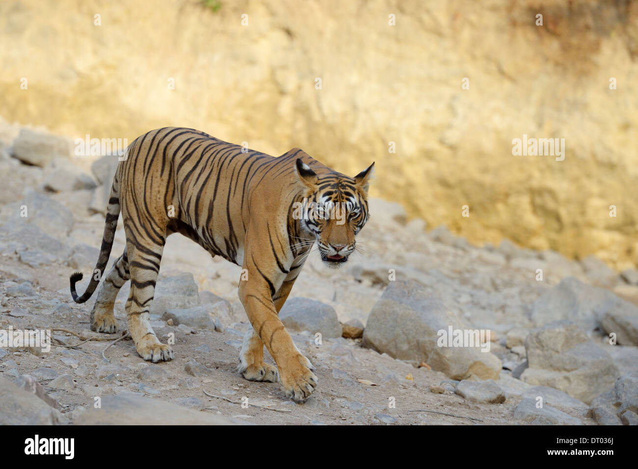 Tigre del Bengala ( Panthera tigris tigris ) passeggiate in foresta secca. Foto Stock