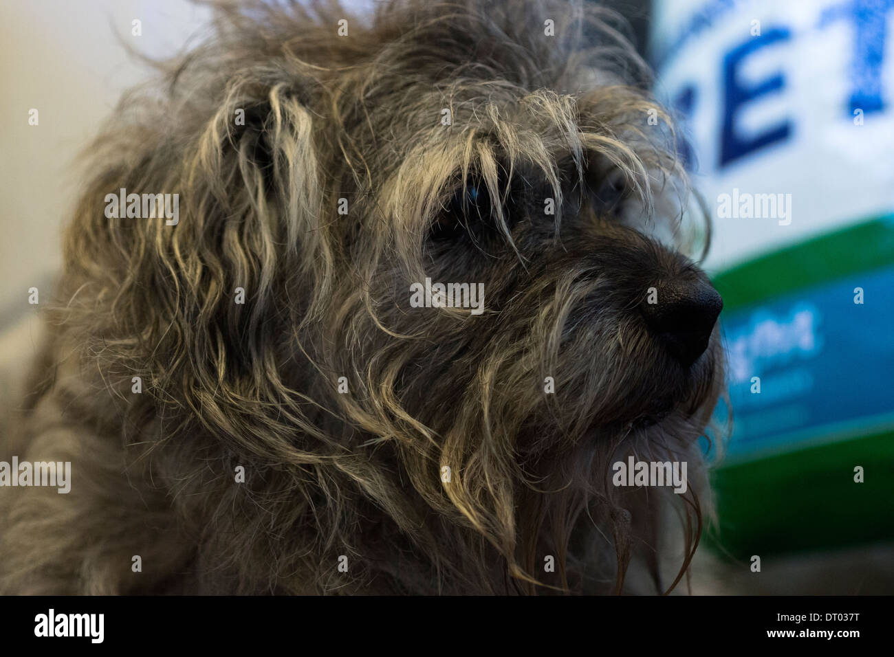 Border terrier cane posa tappetino permanente di modo della porta Foto Stock