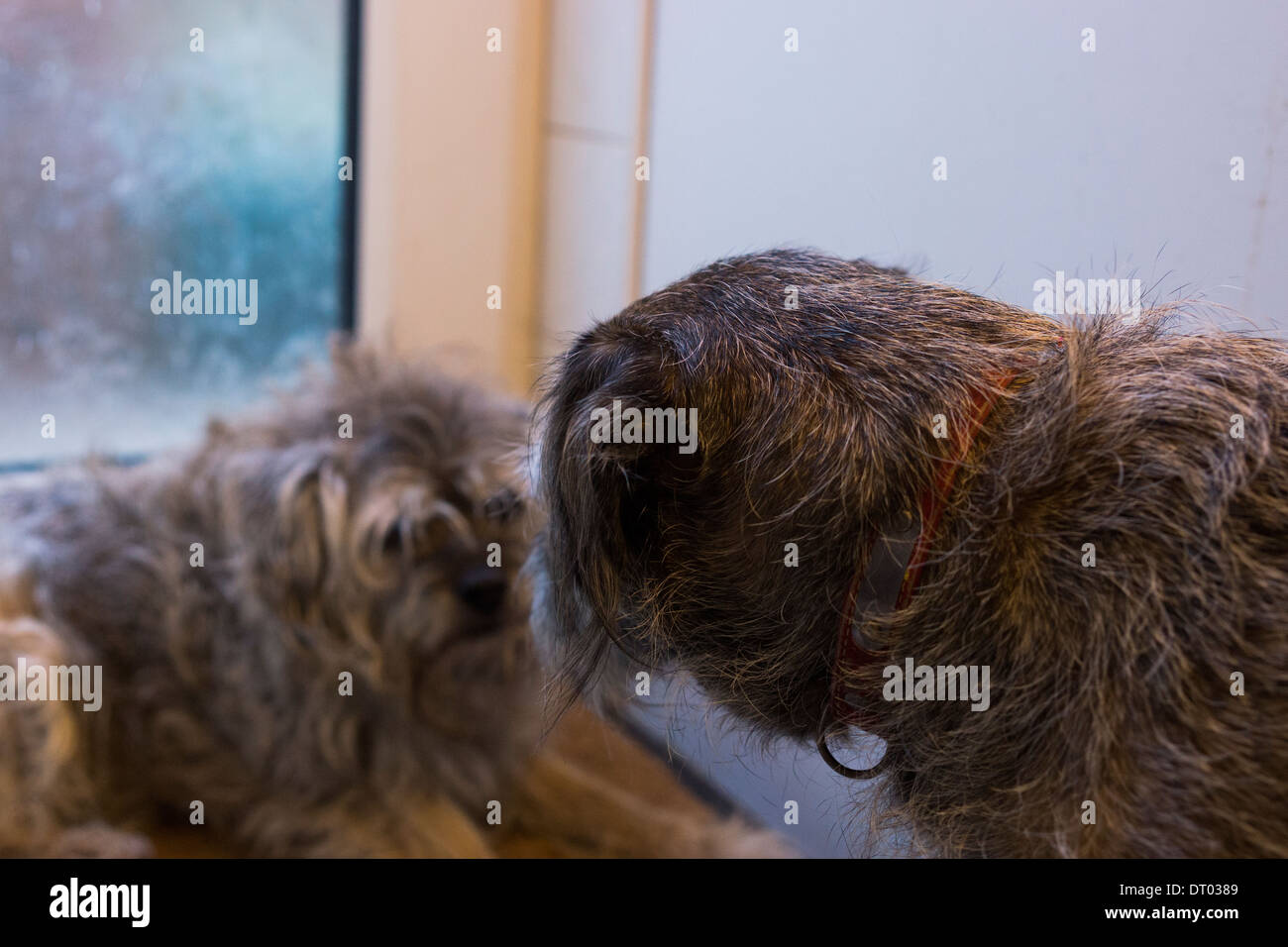 Border terrier cane cani seduta la posa di sleeping Foto Stock