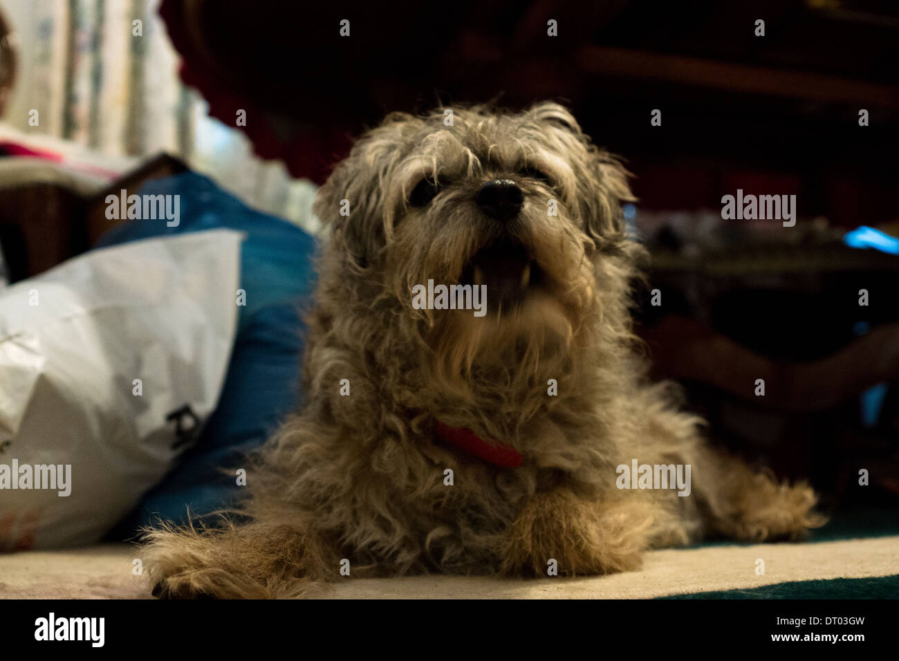Border terrier cane cani seduta la posa di sleeping Foto Stock