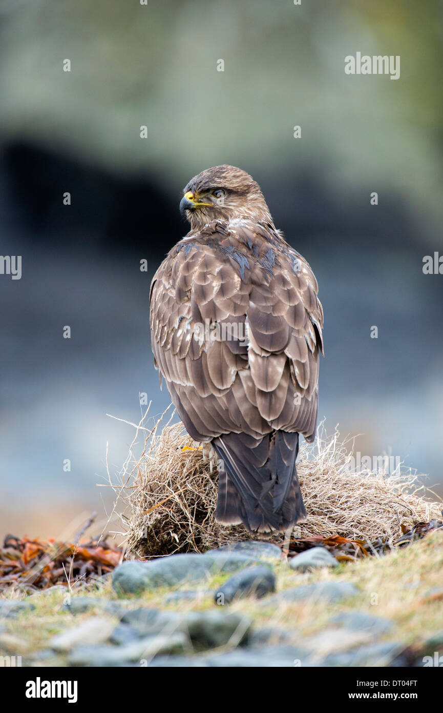 Comune Poiana (Buteo buteo) Foto Stock