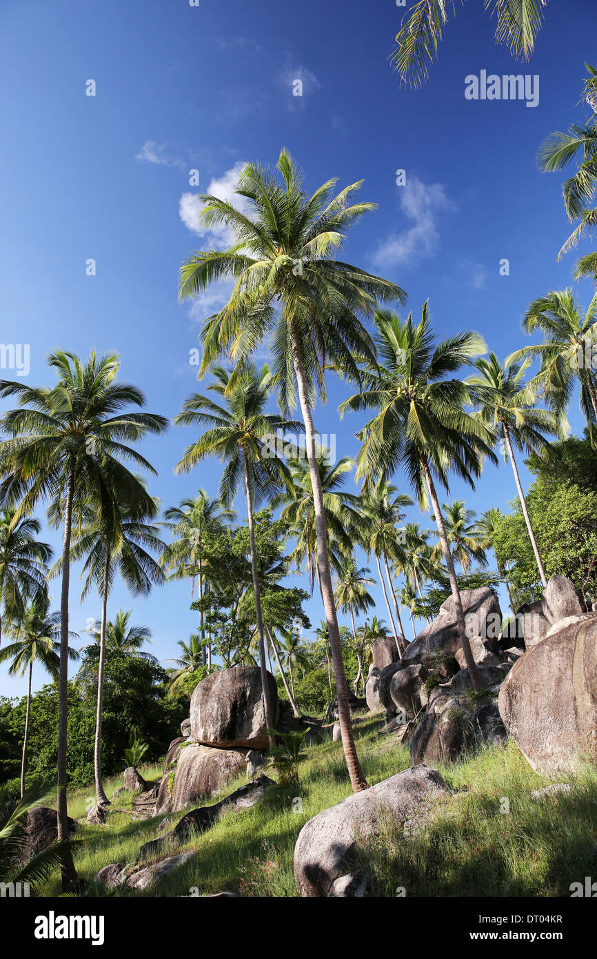 Thailandia palms verde con rocce e cielo blu Foto Stock