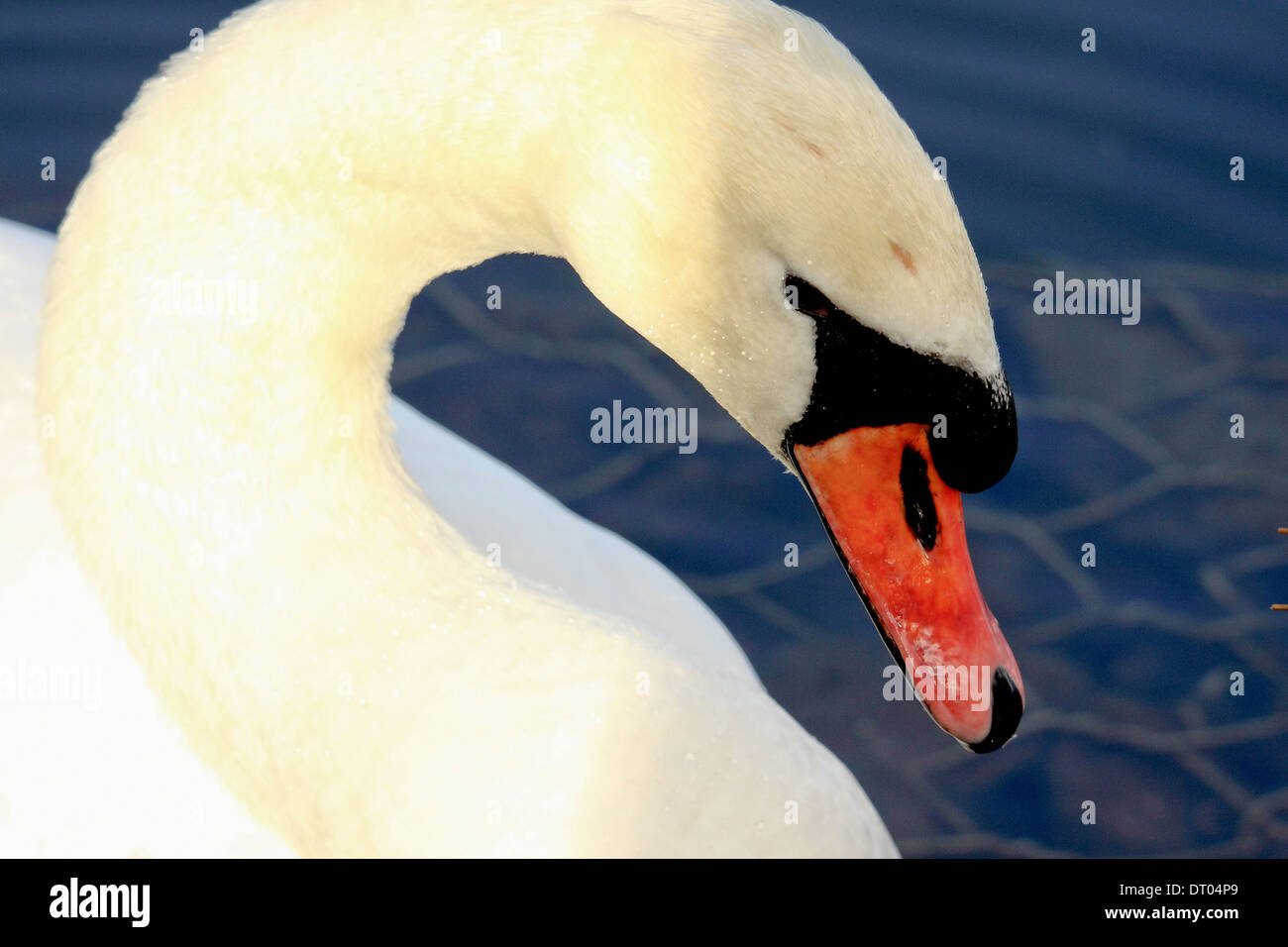 Un Cigno , Cygnus olor a Cosmeston Lake Galles del Sud Foto Stock