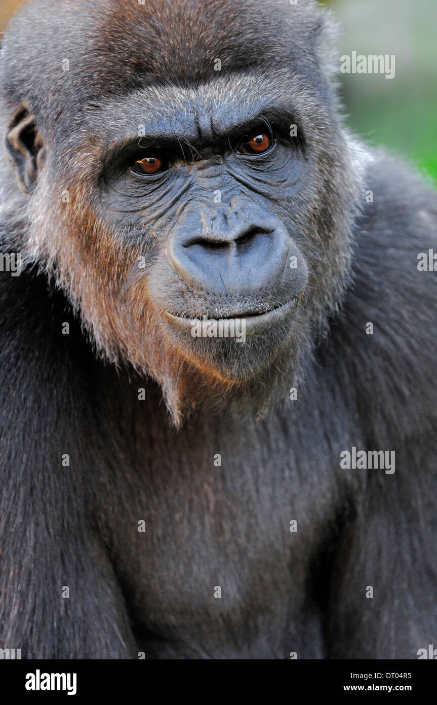 Pianura occidentale (Gorilla Gorilla gorilla gorilla) Foto Stock