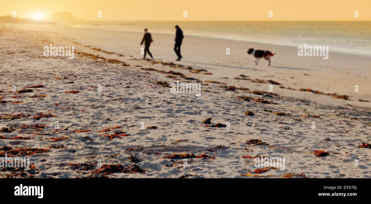 Cane di camminare sulla spiaggia. Foto Stock