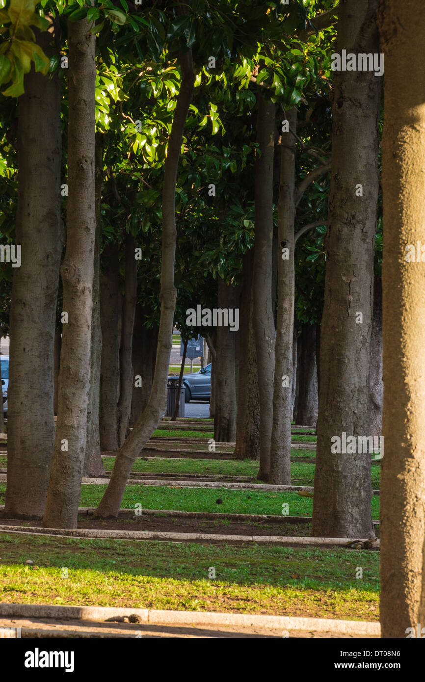 Colonnato di alberi Foto Stock