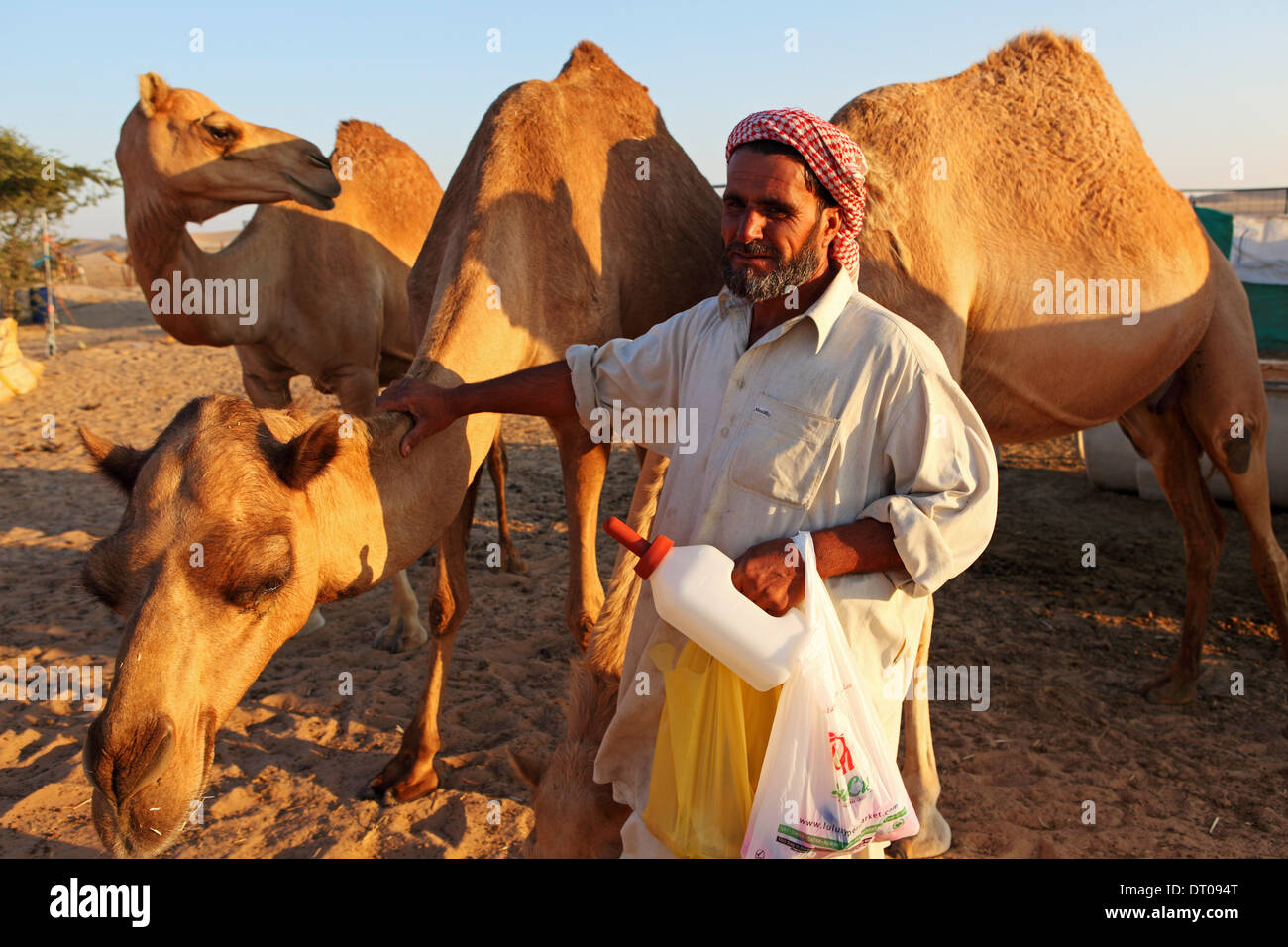 Un uomo tende cammelli a un allevamento di cammelli in Abu Dhabi negli Emirati Arabi Uniti. Foto Stock