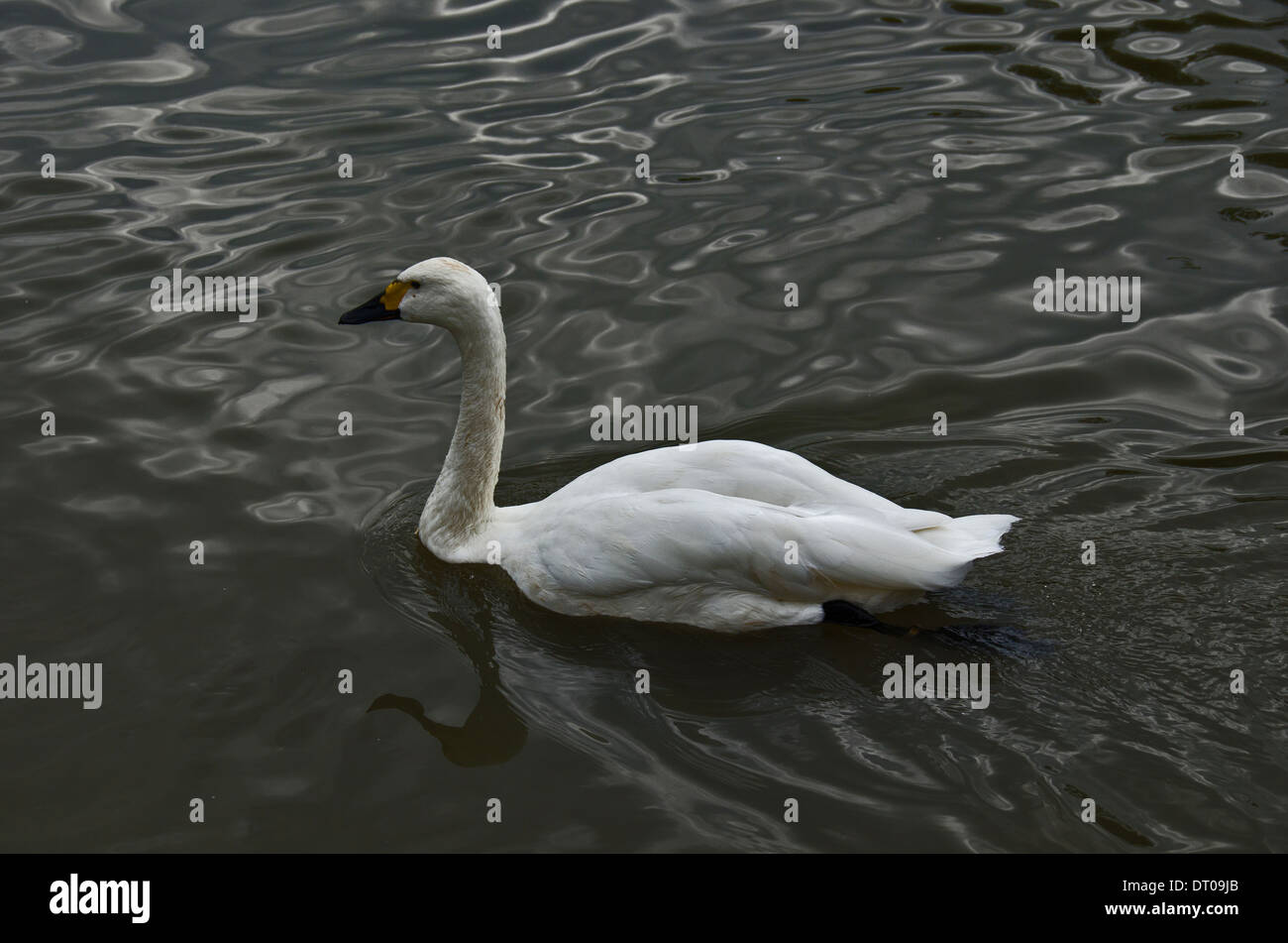 Bewick Swan a Slimbridge Foto Stock