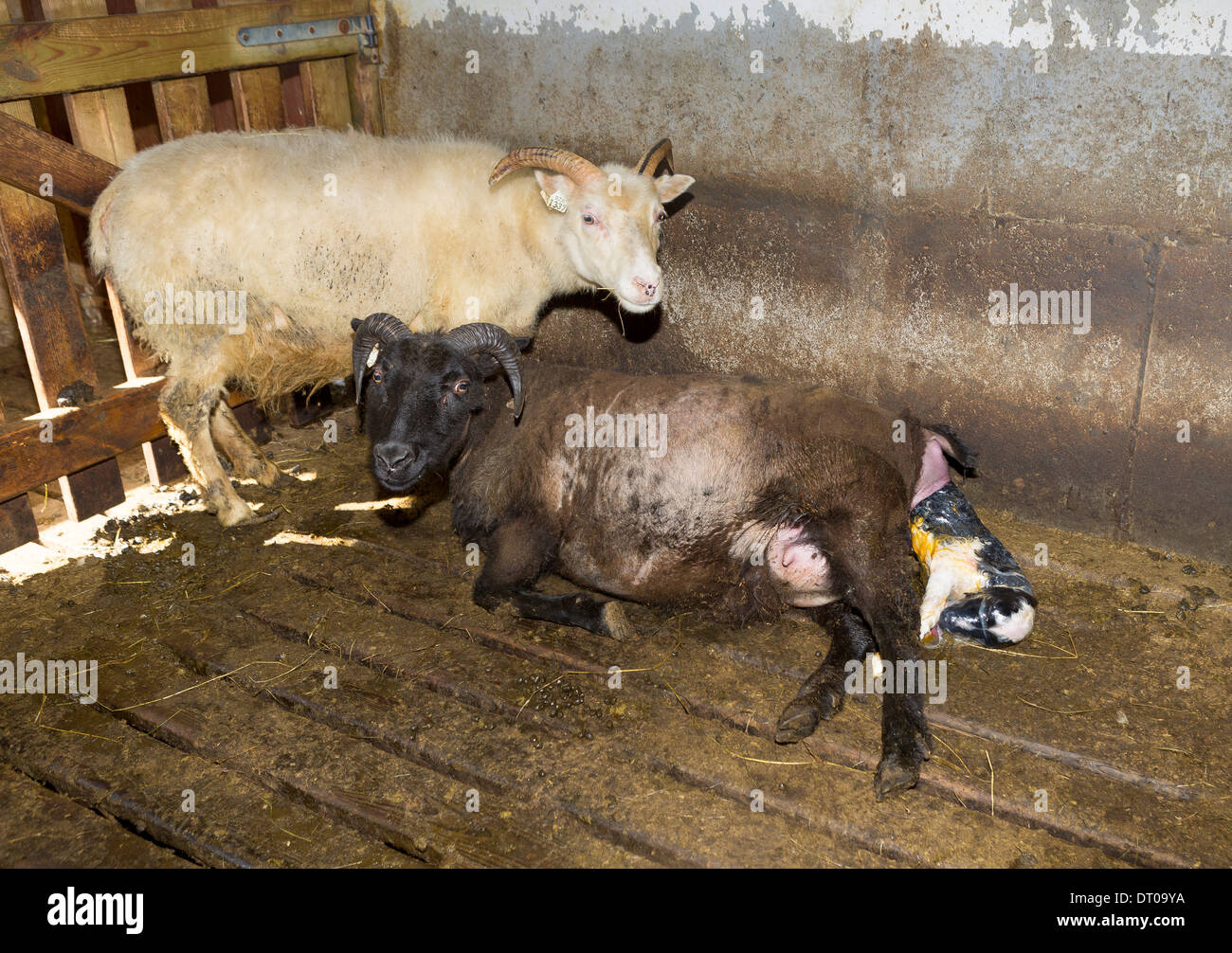 Pecora di dare la nascita di agnello, orientale, Islanda Foto Stock