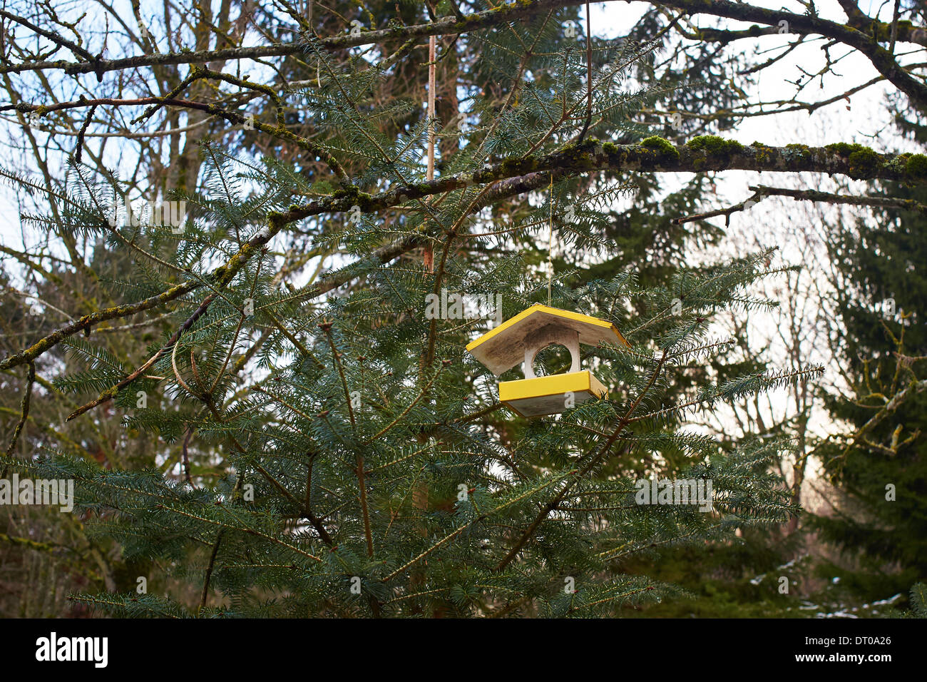 Bird house sulla foresta di inverno Foto Stock