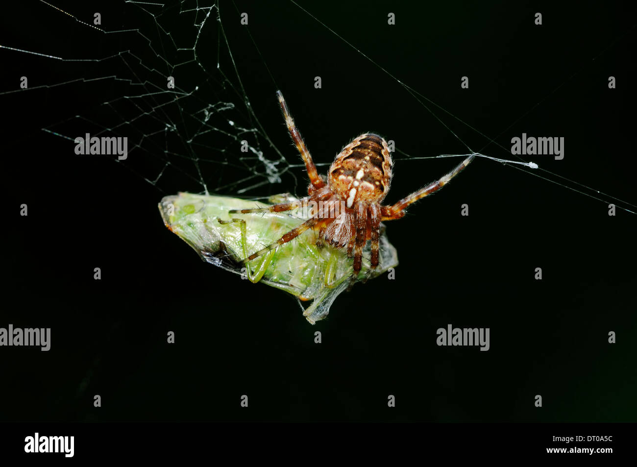 Croce Orbweaver , Croce Spider, giardino europeo Spider (Araneus diadematus) in web con la preda, Nord Reno-Westfalia, Germania Foto Stock