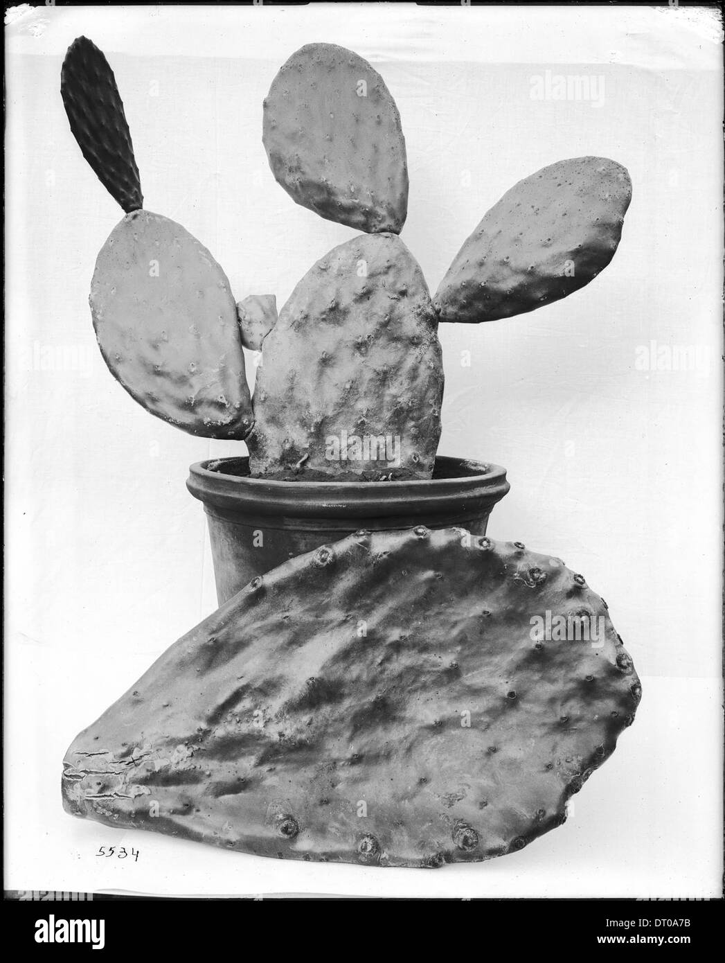 Close-up di un campione di Luther Burbank la famosa Cactus senza spine, ca.1920 Foto Stock