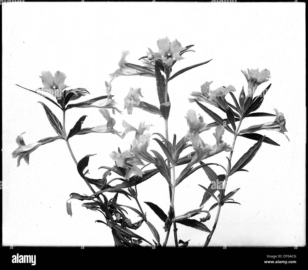 Una fotografia ravvicinata di Sticky Monkey Flowers, scattata tra il 1920 e il 1930, che mostra le caratteristiche dettagliate dell'impianto. Foto Stock