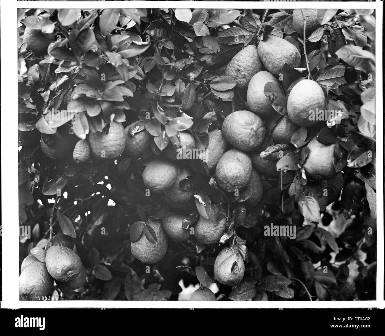 Una fotografia ravvicinata che mostra arance e fiori di un boschetto di Redlands, San Bernardino County, scattata intorno al 1910. Foto Stock