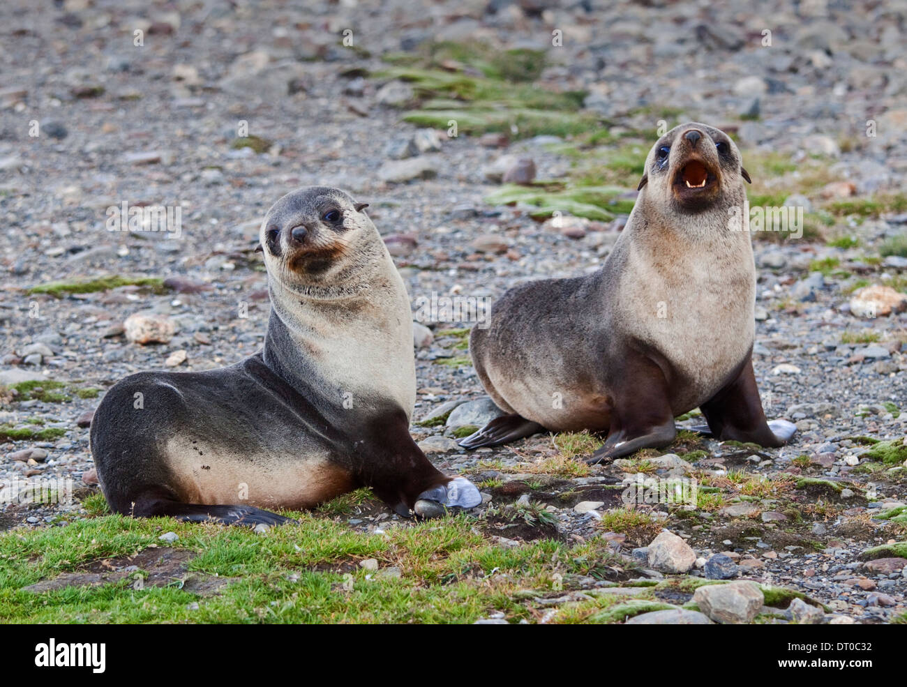 Antarctic Fur cuccioli di foca (arctocephalus gazella), St Andrews Bay, Georgia del Sud Foto Stock